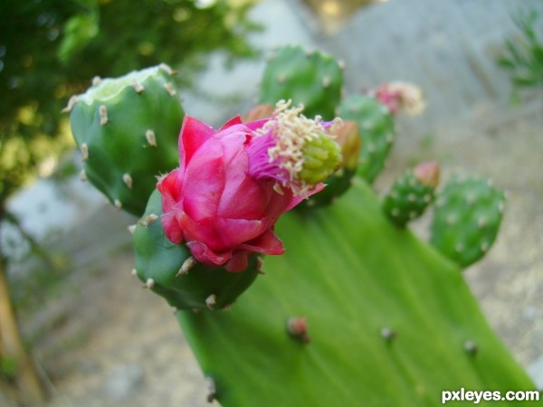 Flowering Cactus