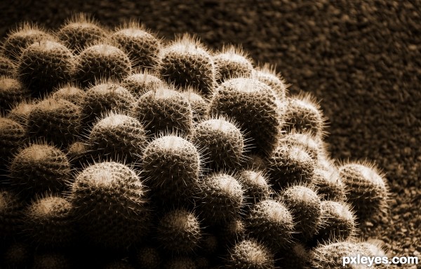 Le monde entier est un cactus