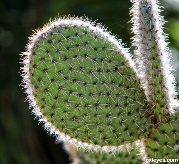 Prickly......