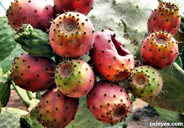 Prickly pear