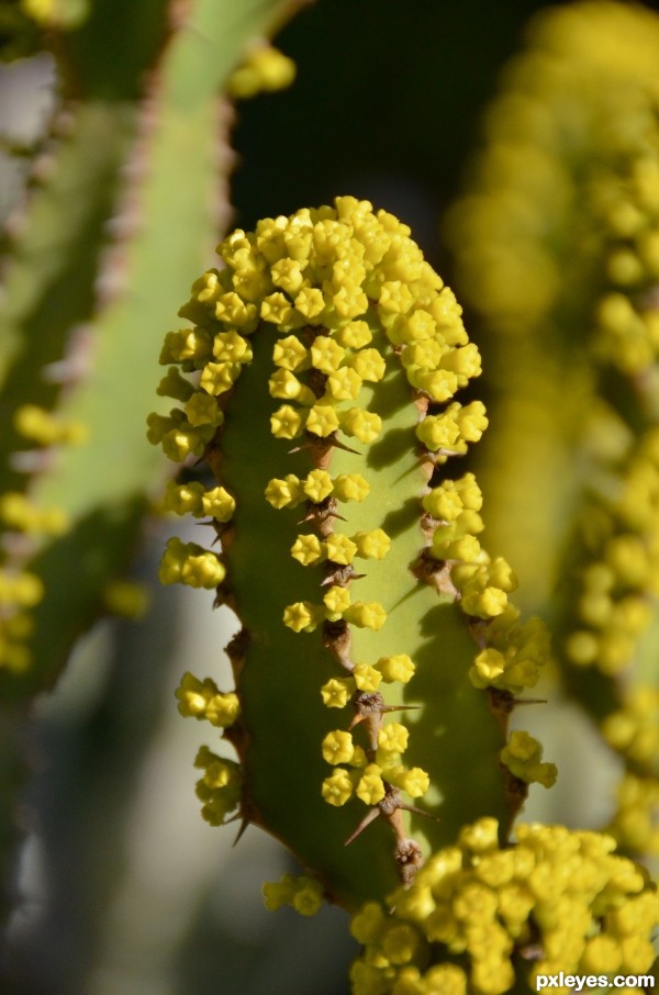 Yellow flowers