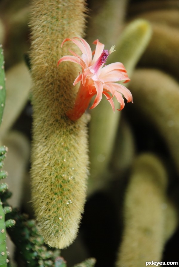 cactus with flower