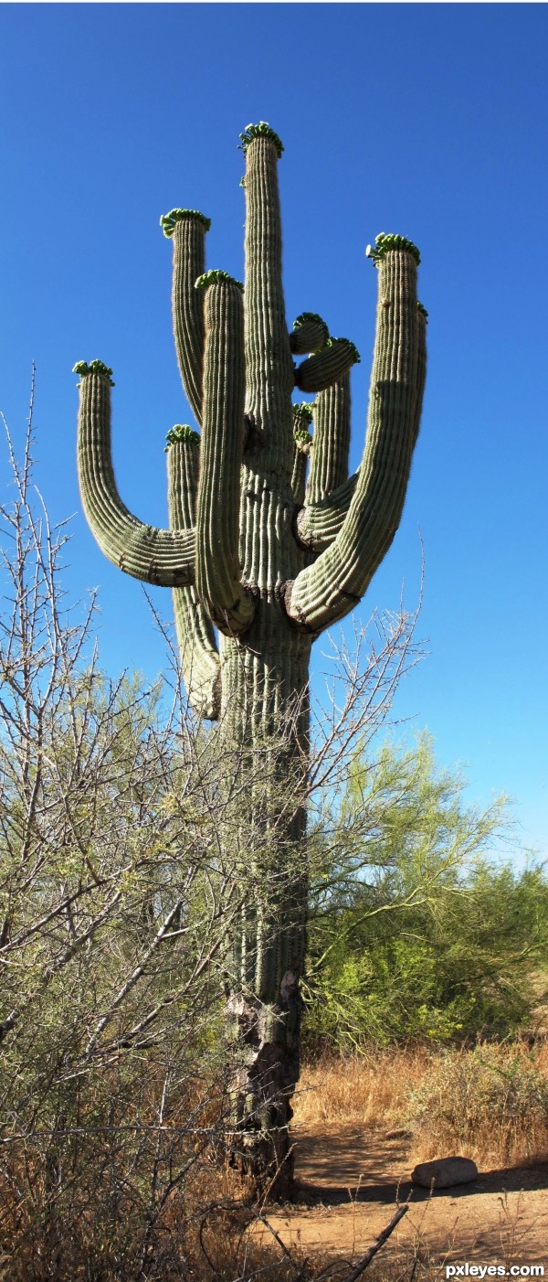 the big saguaro