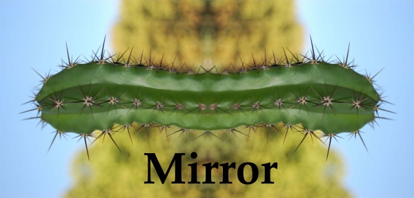 Creation of Cactus Flower Monster: Step 1