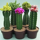 cactus photography contest