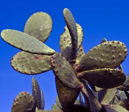 Cactiplural