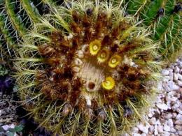 Golden Barrel Cactus