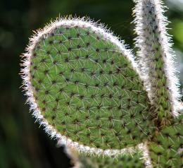 Prickly