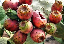 Pricklypear