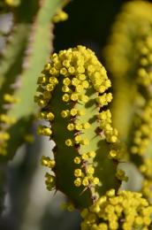 Yellow flowers