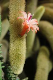 cactus with flower