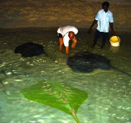 StingRay