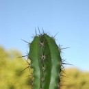 cactus photoshop contest