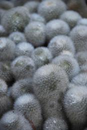 white color cactus