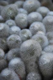 whitecolorcactus