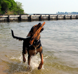 Chasing Sticks