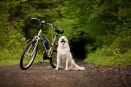 Going for a bike ride ...