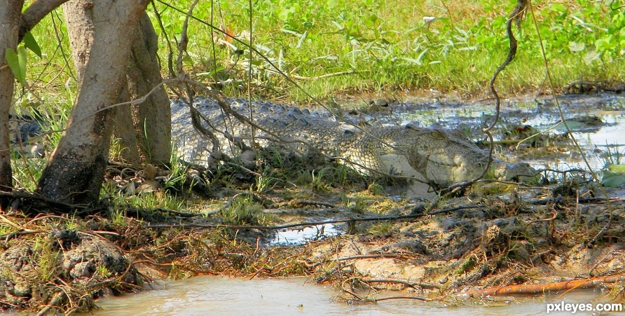 Crocodile in Hiding