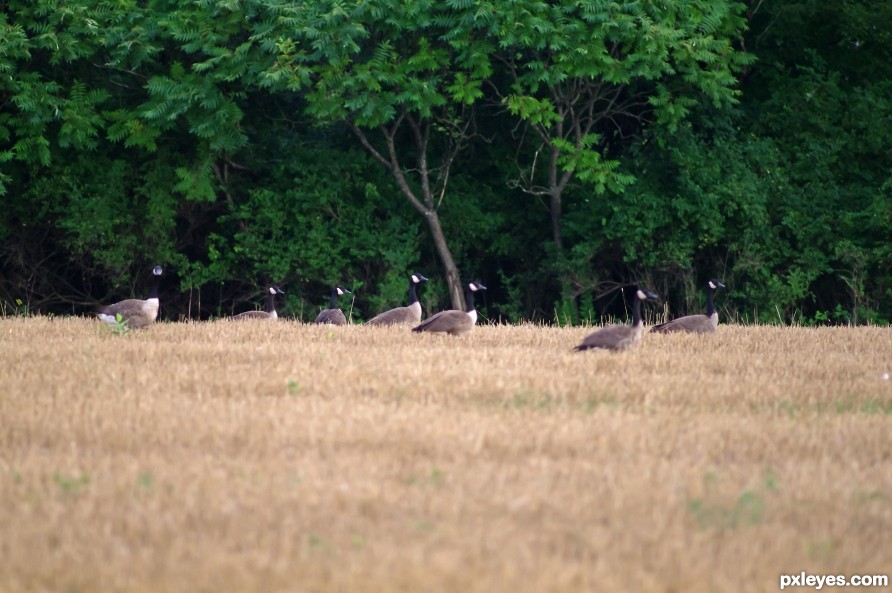 Canadian Geese