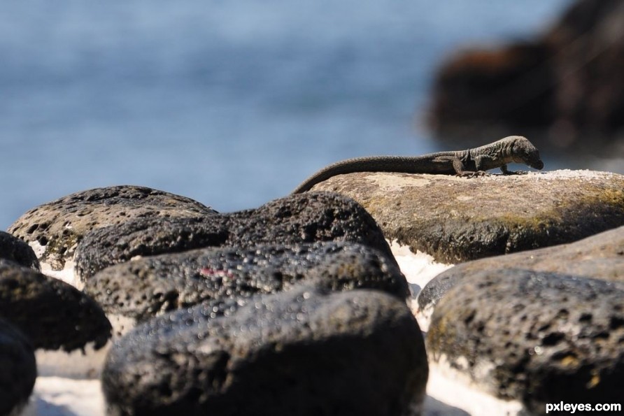 Saurian on the Azores