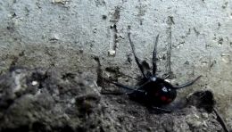Black widow