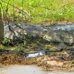 CrocodileinHiding