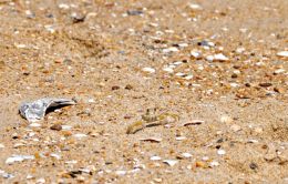 Ghost Crab