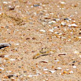 GhostCrab