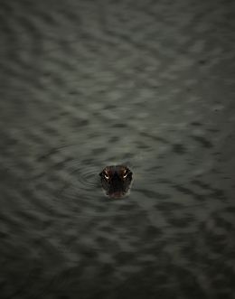 Camouflage of night