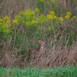 Peekaboo