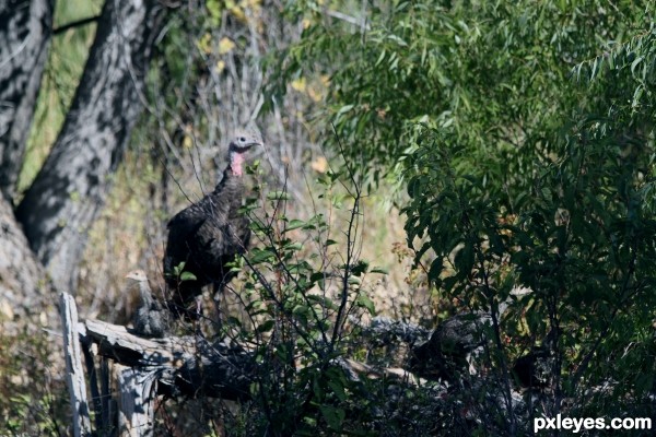 Wild Turkey