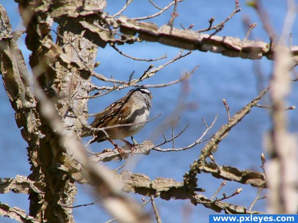 White Crowned Sparrow