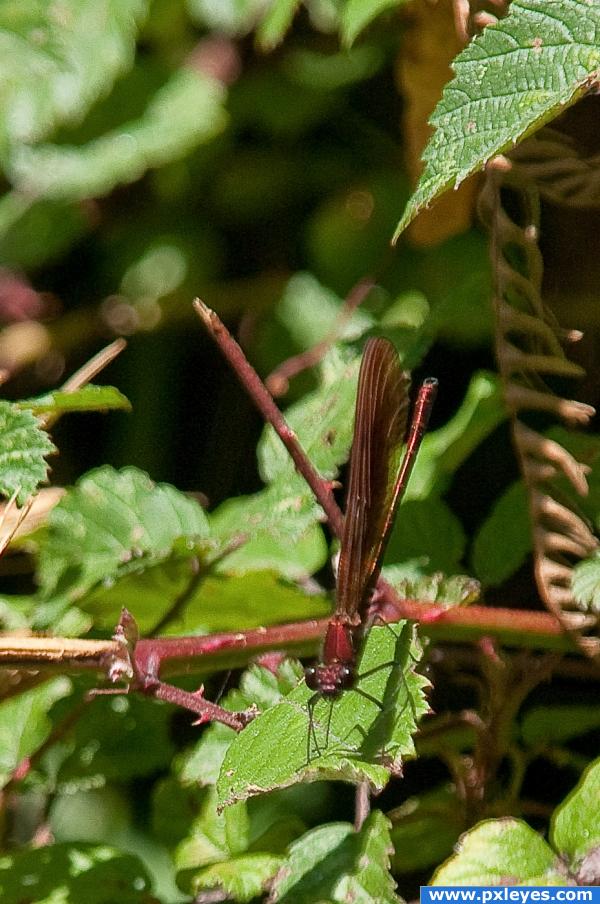 Dragonfly