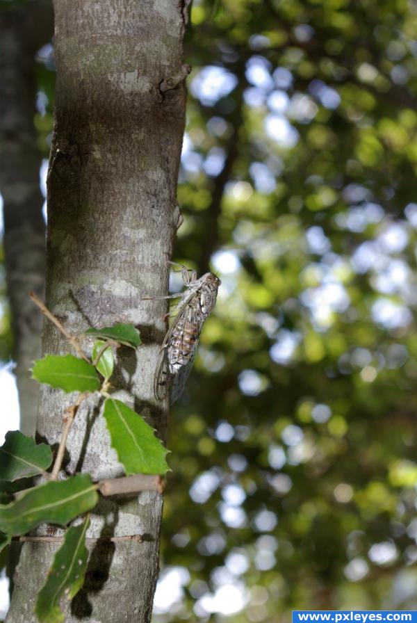 Cicada