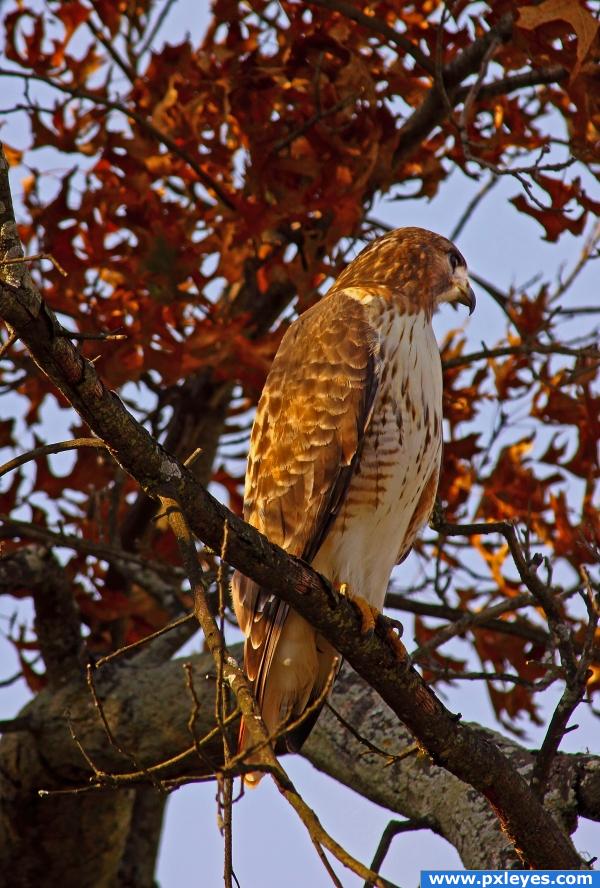 Golden Eagle