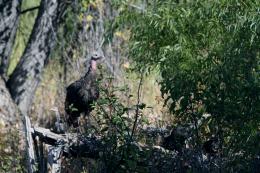 Wild Turkey