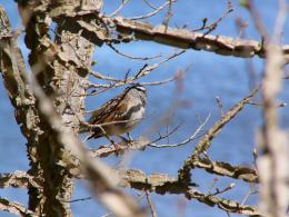 WhiteCrownedSparrow