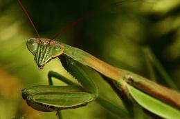 Mantis