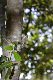 Cicada