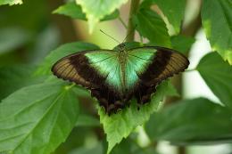 green butterfly on leaves