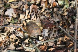 box turtle