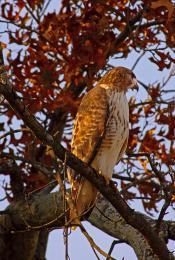 Golden Eagle