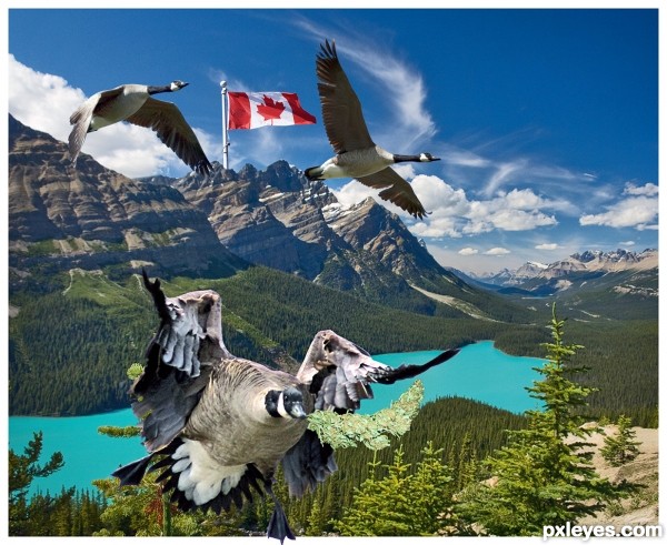 Cool Flag, Big Birds, Kind Bud