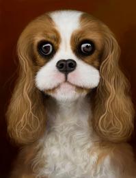 King Charles Spaniel Picture