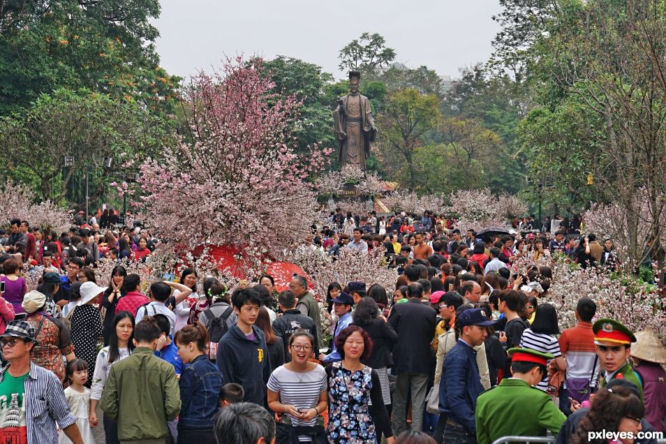 Joy of Sakura