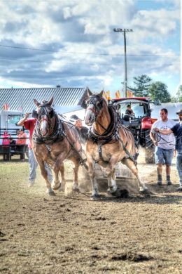 Draft Horse Competition 