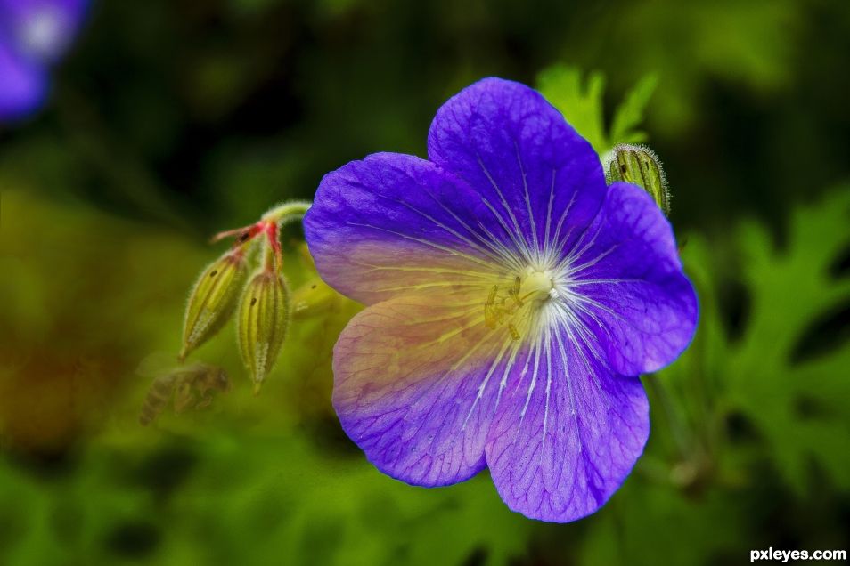 Carnivorous Flower