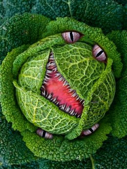 Munchy Cabbage