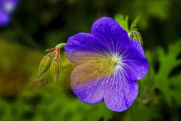 Carnivorous Flower