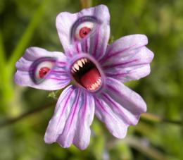 Scary flower